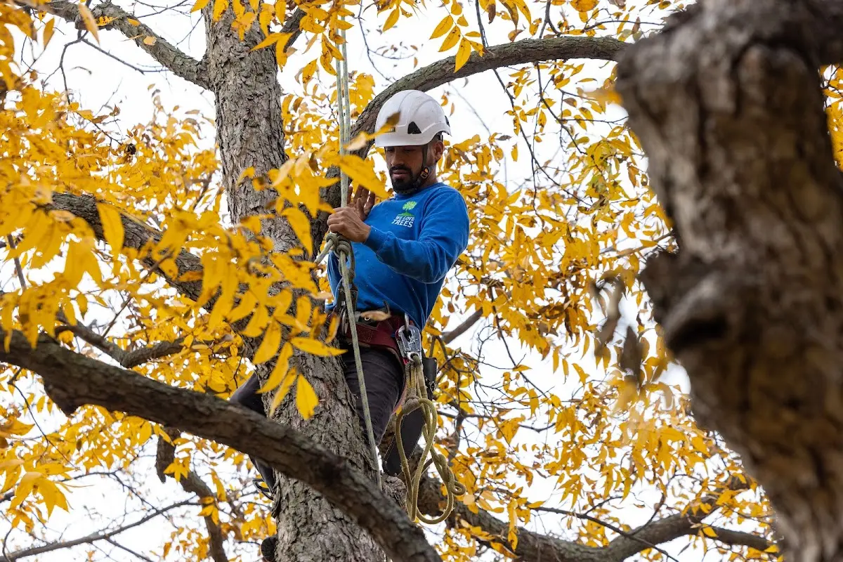 Skilled Storm Damage Cleanup crew working in Winslow